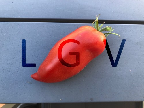Graines tomates andine - 20,