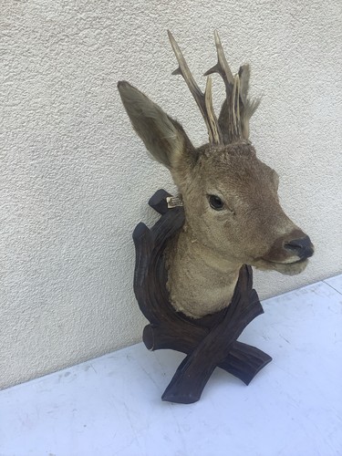 Taxidermie tete chevreuil - taxidermie,