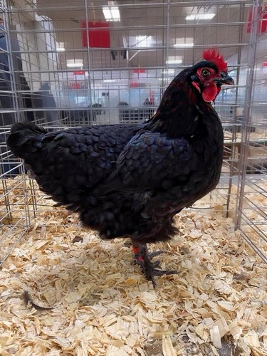 Black copper marans hatching - copper,