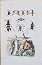 Gravure aquarellée XIXe