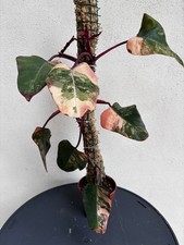 Philodendron Strawberry Shake – Plante à variegation rose, bouturable de suite