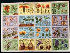 educational board botanical school flowers Arnaud publisher 1960 23x31 cm BE