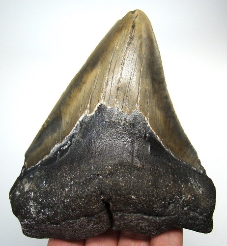 Megalodon shark tooth - tooth, real