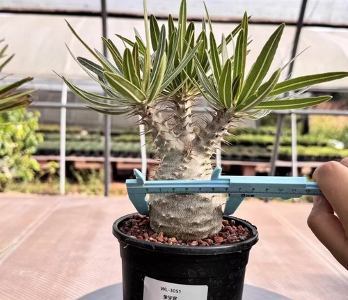 Raresucculent pachypodium - raresucculent,