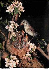 Animals - Birds - Coastal Grives - Turdus pilaris L - Juniper Drosseln - Thro