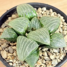 Haworthia bayeri x aboukyuu