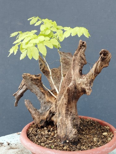 Bonsaï glycine cm en - bonsaï,