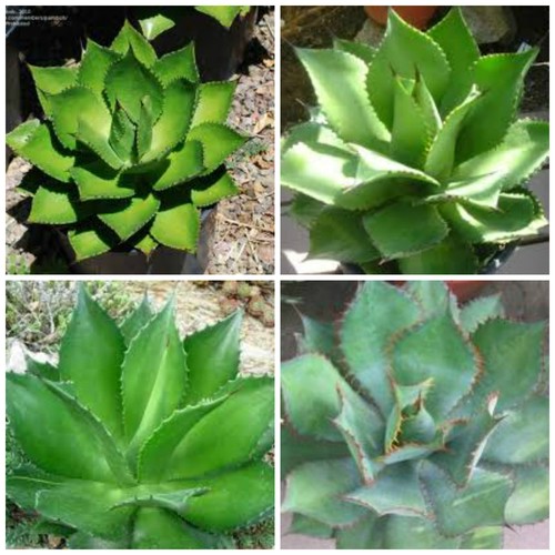 Graines agave chiapensis - graines, d'agave