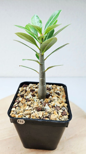 Adenium somalense - , cv