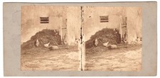 Chickens and roosters in the lower yard Country Rural Life Stereo Photo circa 1860