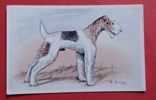 TH232) CPSM chien FOX TERRIER