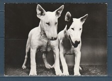 CPSM vers 1960  nature faune