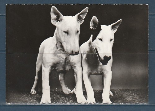 Cpsm vers 1960 nature - cpsm,