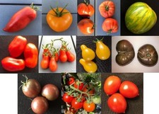 Lot 12 sachets de 20 graines de Tomates