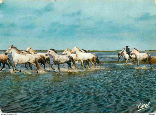 Carte postale animaux - carte,