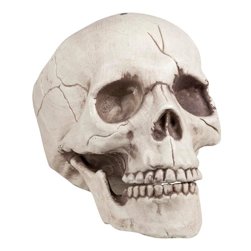 Crâne humain jawbone - crâne,