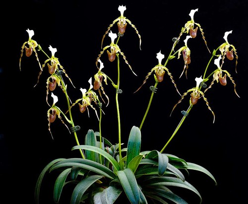 Paphiopedilum dianthum avec - paphiopedilum, 6