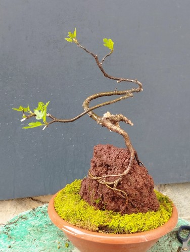 Bonsaï ficus cm en - cm,