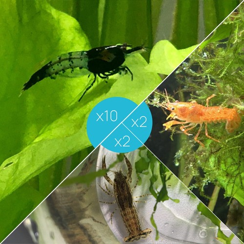 Lot crevettes rili - lot,