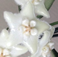 Hoya stoneana | Wax plant | Porcelain flower - Plante de cire | Fleur de porcela