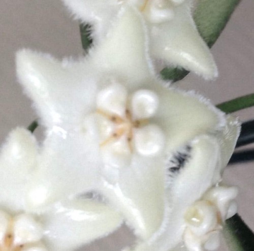 Hoya stoneana 25cm wax - stoneana, |