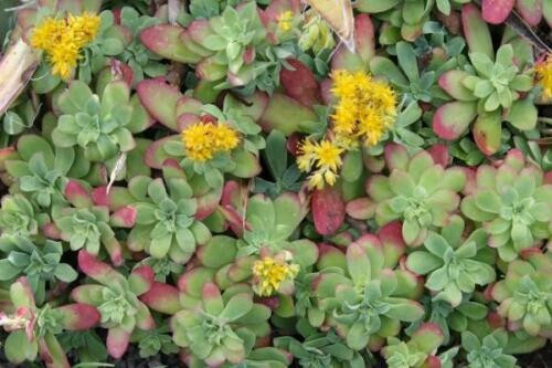 Plants sedum palmieri - plants, de