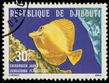 DJIBOUTI 483- Yellow Surgeonfish "Zebrasoma flavescens" (pa62785)