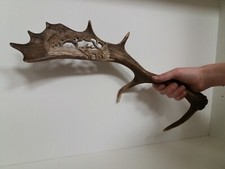 Berrea Tallada En Pala Gamo