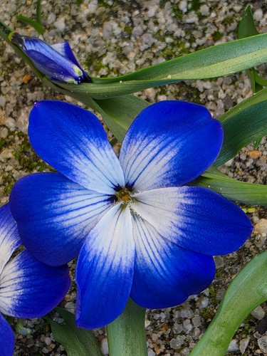Bulbes crocus bleu - bulbes,