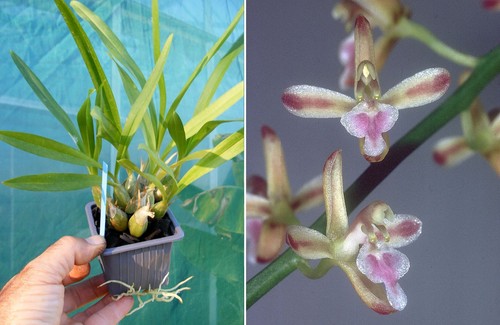 Acriopsis javanica orchidée - acriopsis,