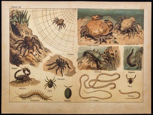 1890ca araignée mygale - 1890ca,