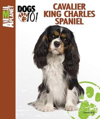 Cavalier king charles - king,