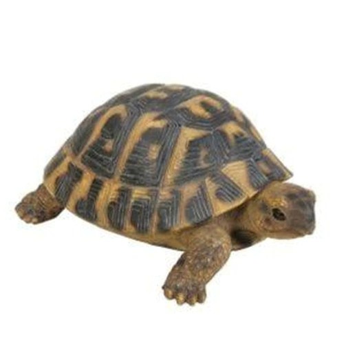 Tortue hermann taille f - ,