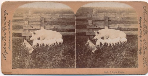 Photographie stéréo truie - stéréo,