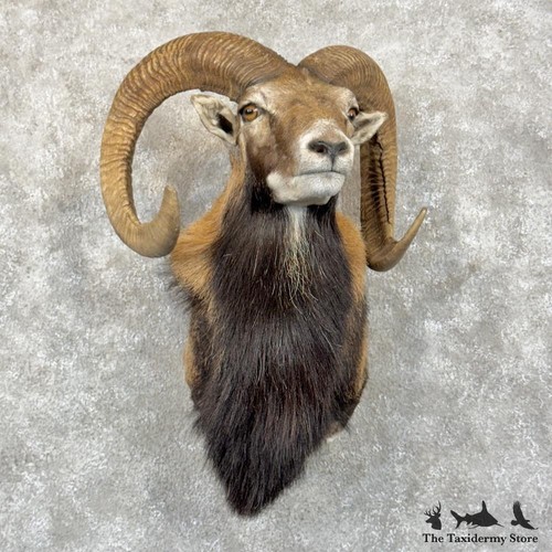 29865 mouflon ram - #29865,