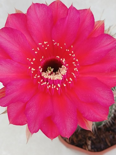 Echinopsis hybrid cactus dark - echinopsis, 'dark