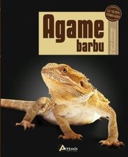 Agame barbu : Pogona vitticeps