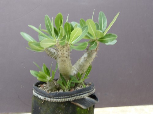 Pachypodium horombense 25 - pachypodium,