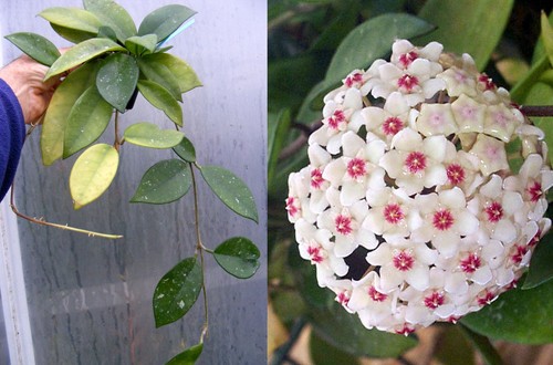 Hoya carnosa pink - hoya,