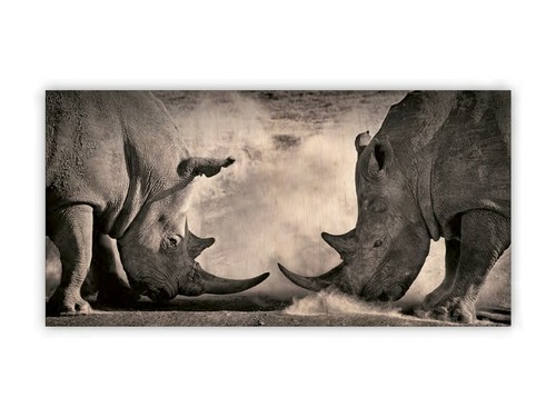 Bois rhinocéros rhinocéros