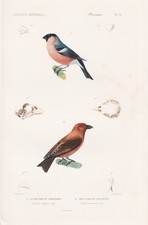 Bouvreuil Gimpel Bec-Croisé