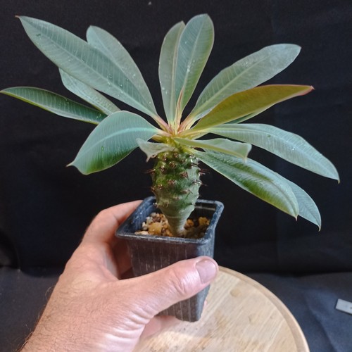 Euphorbia pachypodioides - euphorbia,
