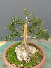 Bonsaï olivier 38 x 13 cm en