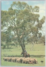 Mustering Sheep Australia Vintage Postcard