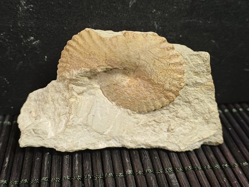 Ammonite pulchellia - ammonite, sp