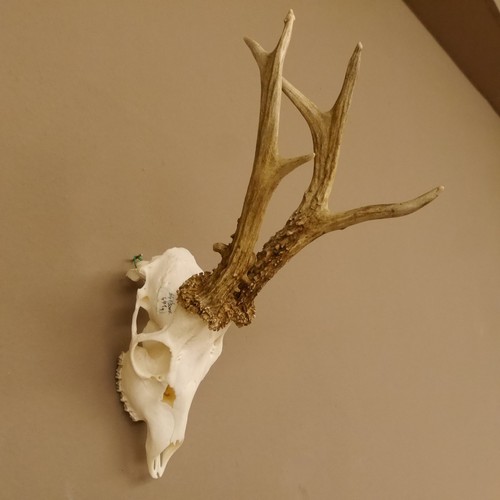 Bois cerf 455 en - bois, g