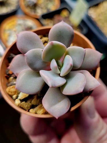 Plante succulente rare - plante, rare-