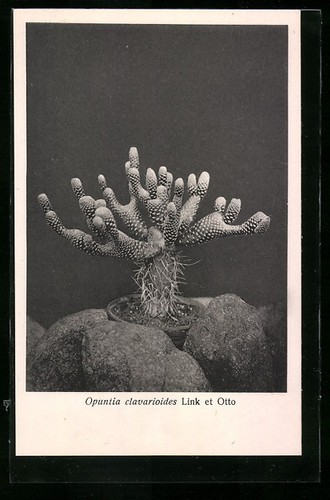Carte postale cactus - carte,