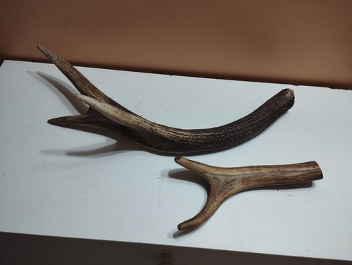 Bois cerf pour chien - de,