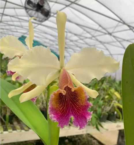 Cattleya triumphans orchid - triumphans,